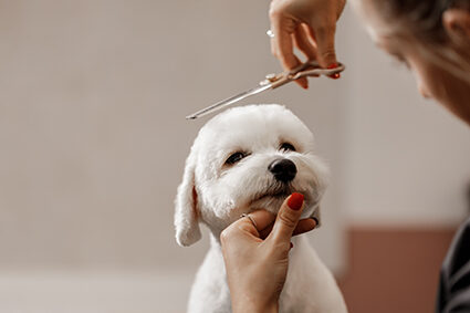 cropped shot of a young blonde pet beautician and white purebred bichon. Grooming of white dog.